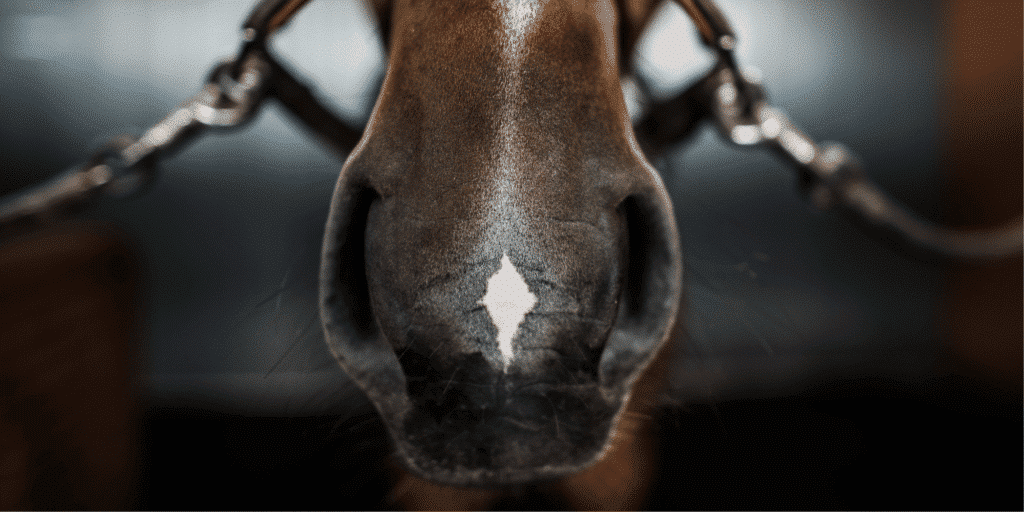 Equine sinusitis is an inflammation or infection of the paranasal sinuses in horses, typically causing nasal discharge, facial swelling, and respiratory difficulties