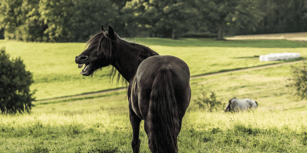 Foal Immunodeficiency Syndrome (FIS), also known as Fell Pony Syndrome, is a genetic disorder in equines, primarily affecting Fell ponies, characterized by a compromised immune system leading to increased susceptibility to infections and often resulting in early mortality.