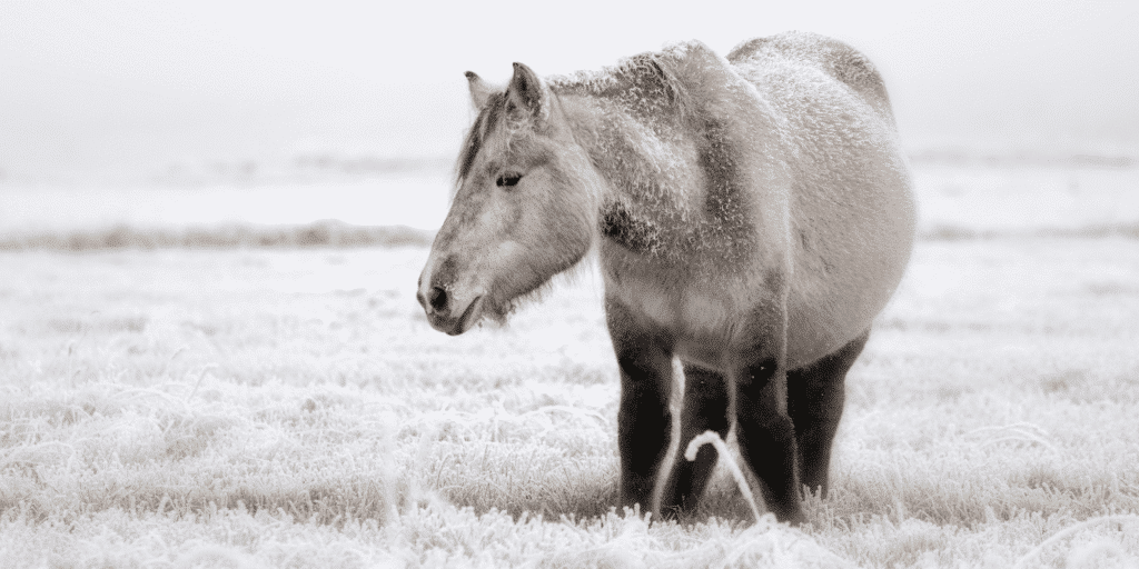Frostbite in horses is a condition resulting from prolonged exposure to extreme cold, causing tissue damage and potential necrosis, particularly in the extremities