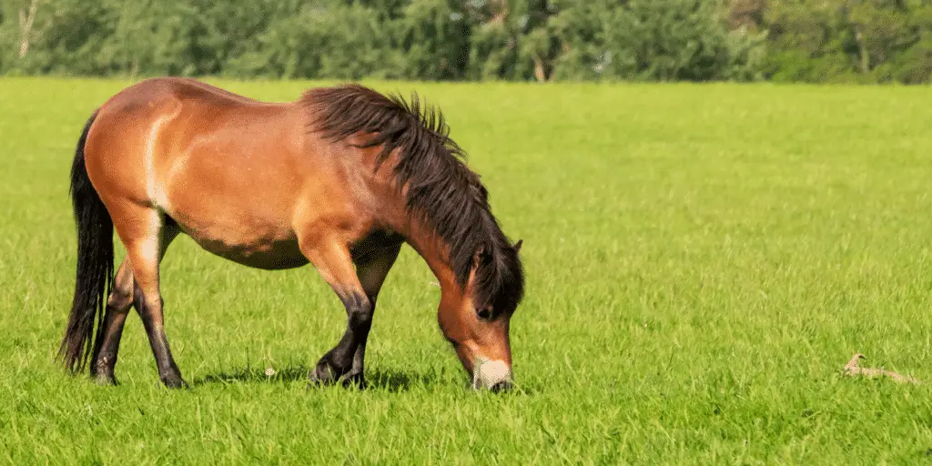 Equine Grass Sickness Titelbild