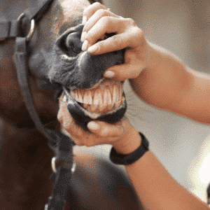 horse disease gum sickness illness tooth loss