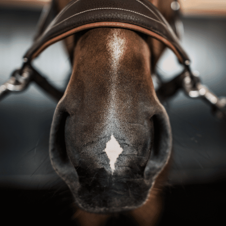 equine sinusitis horse chronic acute