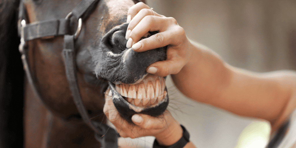 Equine gum disease, also known as periodontal disease, is a condition characterized by inflammation, infection, and degradation of the tissues surrounding the teeth in horses, leading to pain, tooth loss, and potential systemic health issues if left untreated