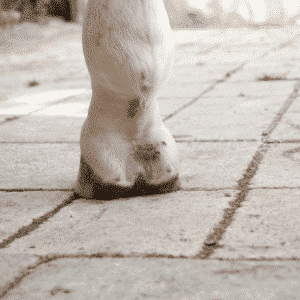 Mud fever, or pastern dermatitis, is a skin condition in horses marked by inflammation and scabbing on the lower limbs, often exacerbated by wet or muddy environments