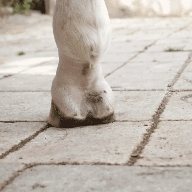 Mud fever, or pastern dermatitis, is a skin condition in horses marked by inflammation and scabbing on the lower limbs, often exacerbated by wet or muddy environments