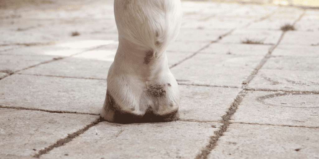 Mud fever, or pastern dermatitis, is a skin condition in horses marked by inflammation and scabbing on the lower limbs, often exacerbated by wet or muddy environments