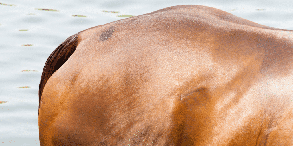 Equine exertional rhabdomyolysis, commonly known as "Tying-Up," is a syndrome characterized by painful muscle stiffness, cramping, and swelling in horses, often occurring after intense exercise due to metabolic or genetic factors.
