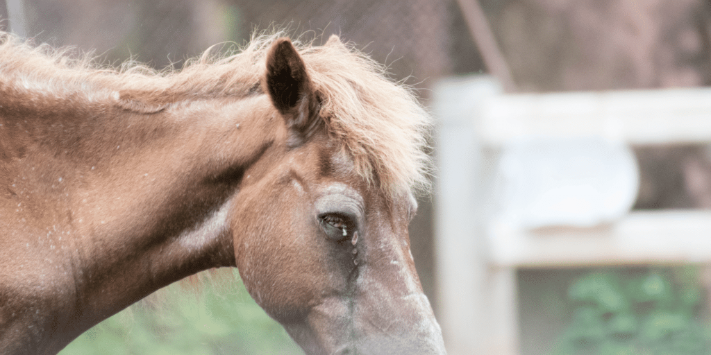 Fungal keratopathy in horses is a condition characterized by fungal infection of the cornea, leading to inflammation, ulceration, and potentially severe ocular discomfort