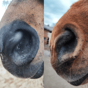 Ein Bild der Nüstern beider Pferde nach dem Inhalieren. Sie sind nun sauber und gut befeuchtet