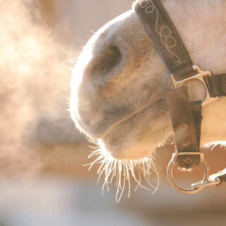 Bronchitis in horses is a respiratory condition characterized by inflammation of the bronchial tubes, leading to coughing, nasal discharge, and potentially impaired breathing