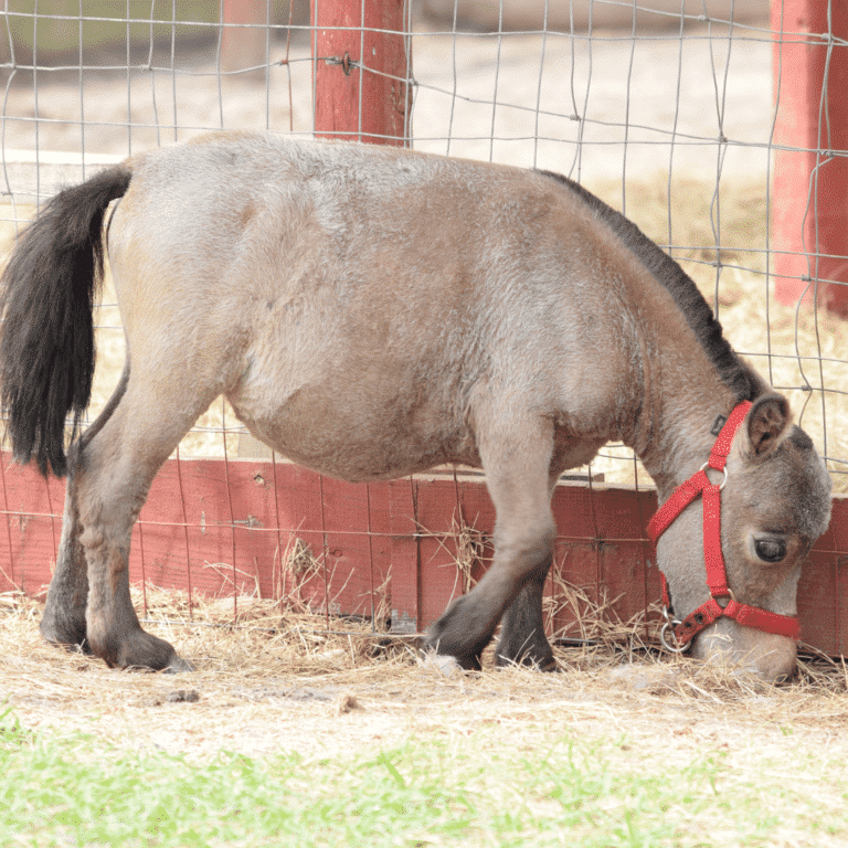 Dwarfism in horses is a genetic disorder characterized by stunted growth, disproportionate body proportions, and various skeletal abnormalities.