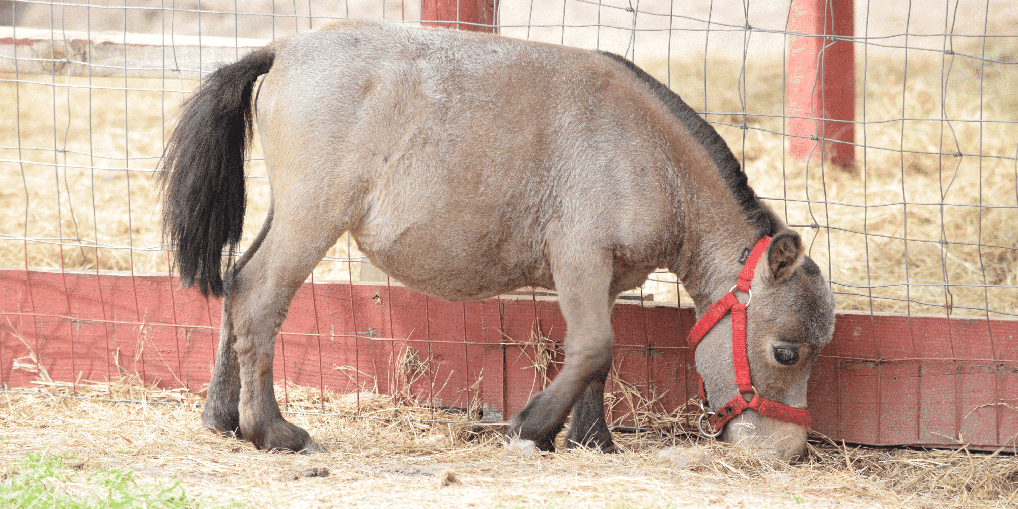 Dwarfism in Horses - Happie Animals