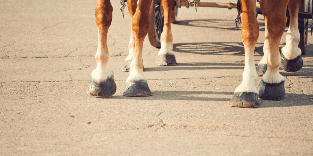 The coronary sinus in horses is a large vein that collects deoxygenated blood from the heart muscle and returns it to the right atrium.