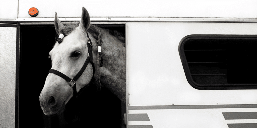 Shipping fever in horses, also known as equine shipping pneumonia, is a respiratory condition triggered by stress and exposure to pathogens during transportation, often resulting in fever, coughing, nasal discharge, and potentially more severe respiratory complications