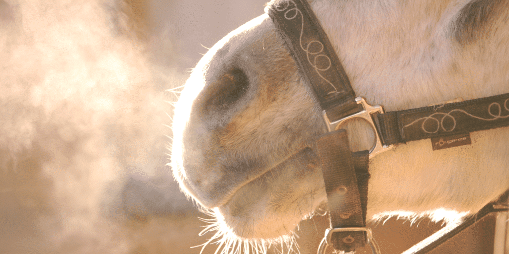 Bronchitis in horses is a respiratory condition characterized by inflammation of the bronchial tubes, leading to coughing, nasal discharge, and potentially impaired breathing