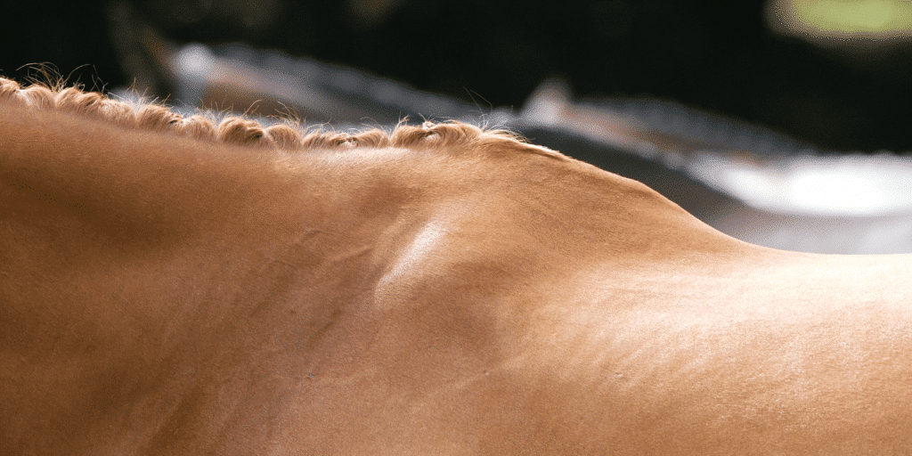 Kissing spines in horses refers to a condition where the spinous processes of adjacent vertebrae in the horse's back come into contact or "kiss," leading to pain and discomfort