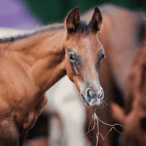 Lavender Foal Syndrome in horses is a genetic disorder characterized by neurological symptoms such as ataxia, seizures, and behavioral abnormalities, often resulting in early death