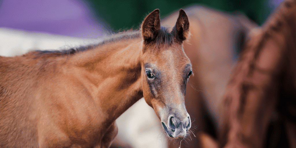 Lavender Foal Syndrome in horses is a genetic disorder characterized by neurological symptoms such as ataxia, seizures, and behavioral abnormalities, often resulting in early death