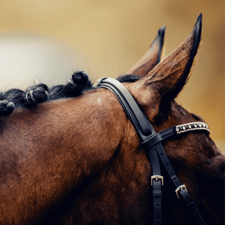 Otitis in horses is an inflammation of the ear, typically caused by bacterial or fungal infections, resulting in pain, head shaking, and possible discharge from the ear canal.