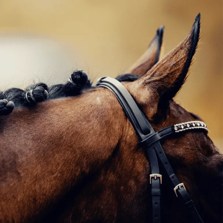 Otitis in horses is an inflammation of the ear, typically caused by bacterial or fungal infections, resulting in pain, head shaking, and possible discharge from the ear canal.