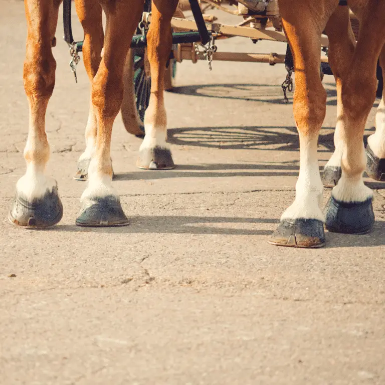 Coronary sinus quittor in horses is a chronic infection of the collateral cartilages of the hoof, often resulting in abscesses and lameness.