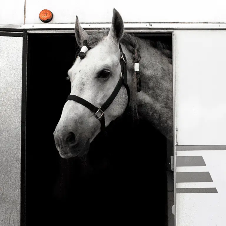 Shipping fever in horses, also known as equine shipping pneumonia, is a respiratory condition triggered by stress and exposure to pathogens during transportation, often resulting in fever, coughing, nasal discharge, and potentially more severe respiratory complications