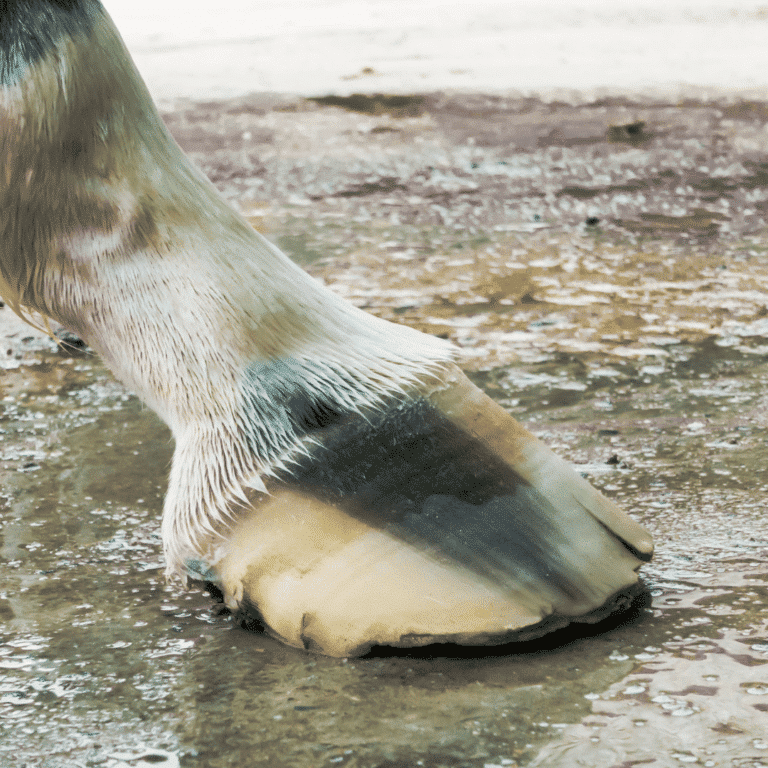 Thrush in horses is a fungal infection affecting the hooves, characterized by a foul-smelling discharge, blackened tissue, and potential lameness.