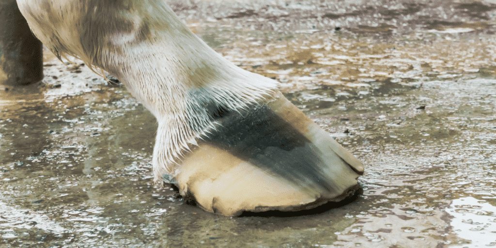 Thrush in horses is a fungal infection affecting the hooves, characterized by a foul-smelling discharge, blackened tissue, and potential lameness.