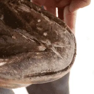 White line disease in horses is a fungal or bacterial infection that affects the inner layer of the hoof, causing separation between the hoof wall and the underlying structures