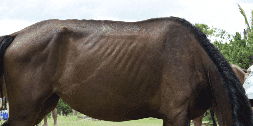 Addison's disease in horses is a rare endocrine disorder where the adrenal glands fail to produce enough cortisol and aldosterone, resulting in lethargy, weight loss, and electrolyte imbalances.