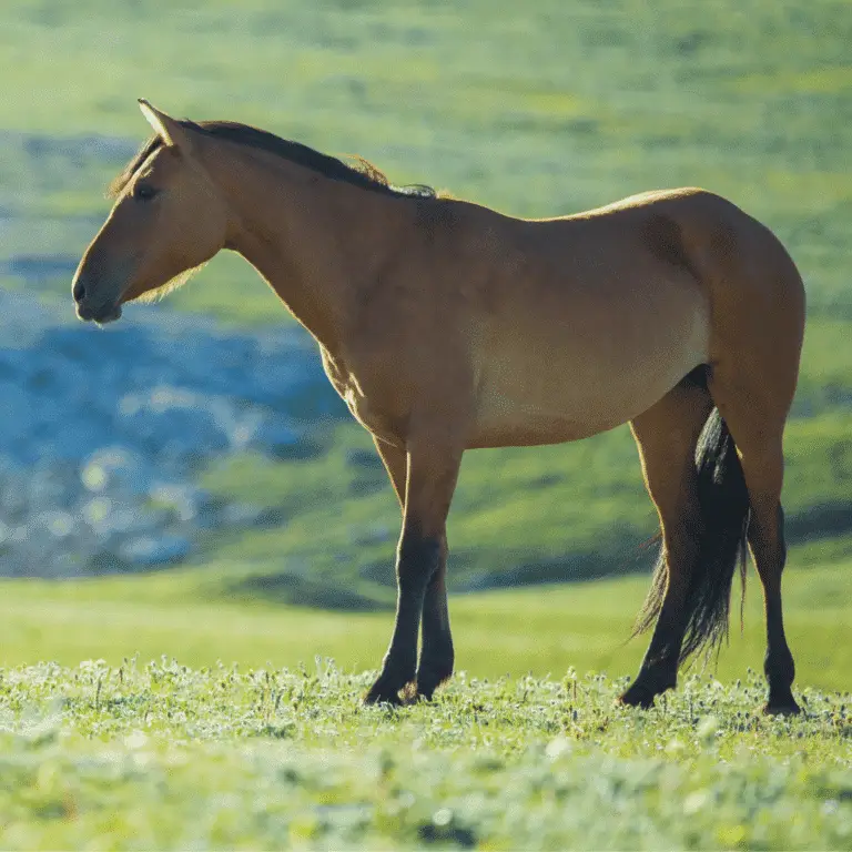 Traumatic arthritis in horses is joint inflammation caused by physical injury, leading to pain, swelling, and reduced mobility.