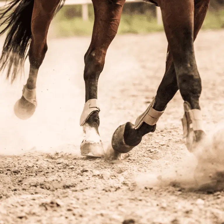 Bog spavin in horses is swelling in the tarsocrural joint, leading to lameness, usually due to inflammation or injury.