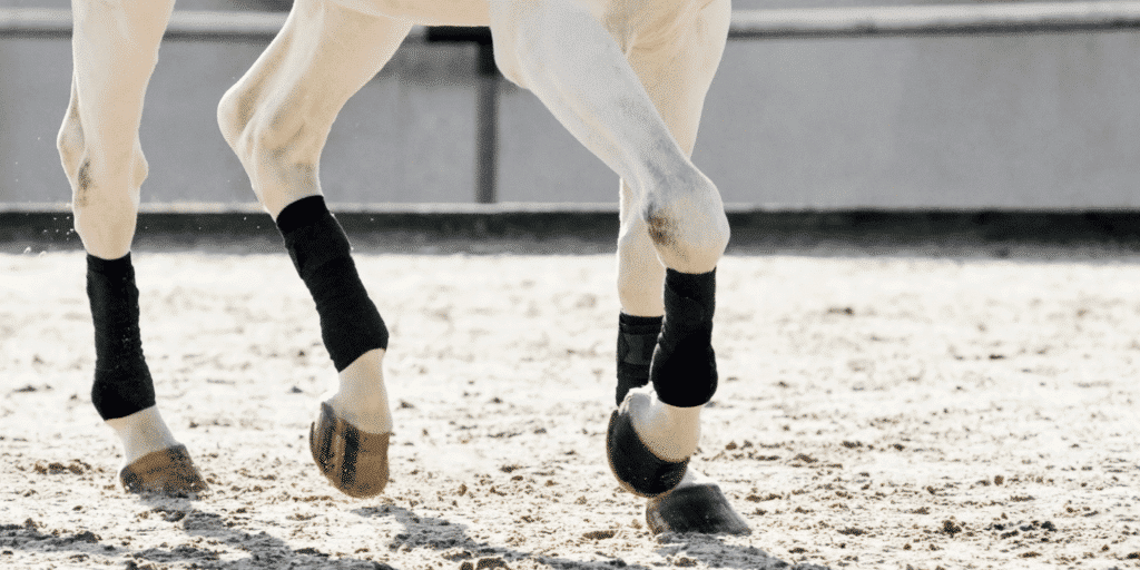 Bone spavin in horses is a degenerative joint disease in the hock, resulting in bony growths that cause lameness and discomfort.