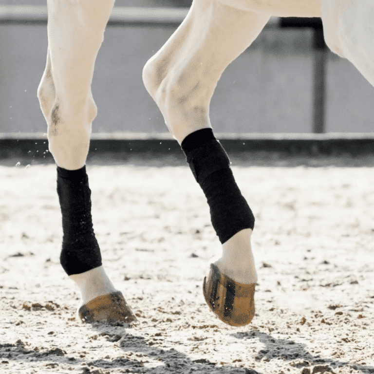 Bone spavin in horses is a degenerative joint disease in the hock, resulting in bony growths that cause lameness and discomfort.