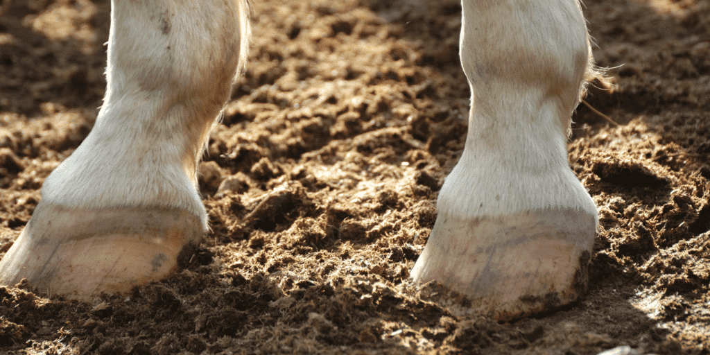 Canker in horses is a chronic infection of the hoof characterized by the overgrowth of abnormal tissue in the frog and sole, often with a foul odor.