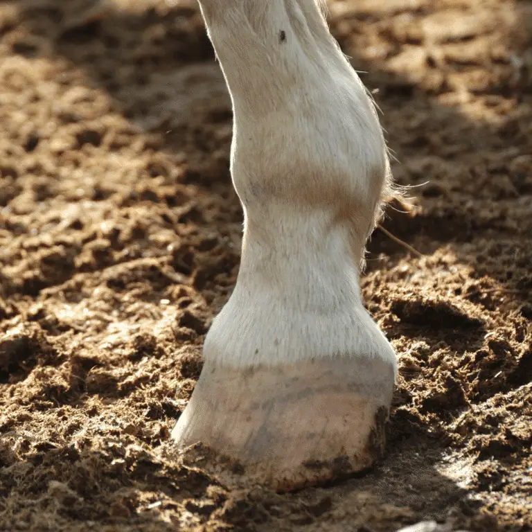 Canker in horses is a chronic infection of the hoof characterized by the overgrowth of abnormal tissue in the frog and sole, often with a foul odor.