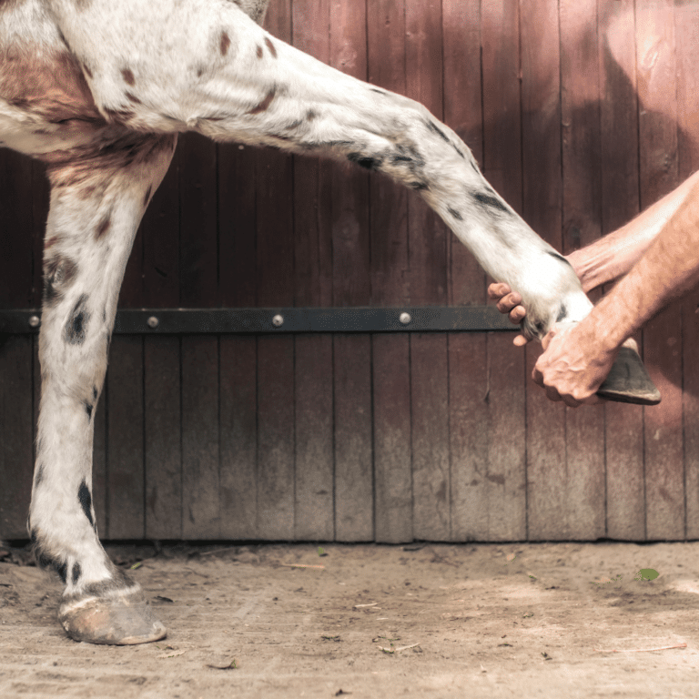 Capped elbow in horses is a swelling at the elbow point, usually caused by trauma or repeated pressure.
