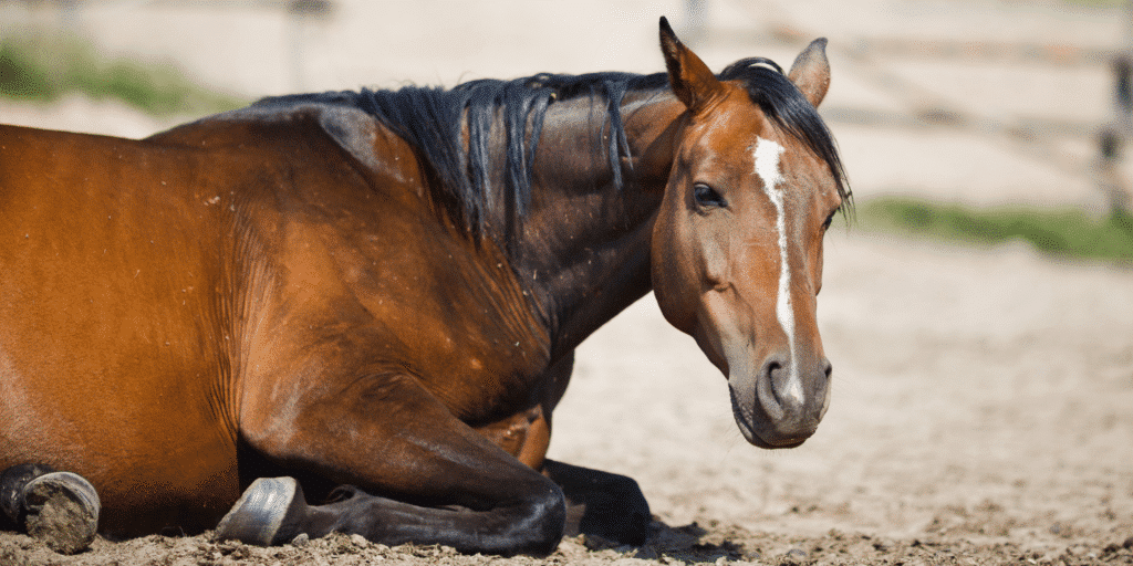 Colitis-X bei Pferden Colitis-X is a severe, often fatal gastrointestinal disease in horses characterized by sudden onset of colitis and rapid deterioration, with an unknown exact cause.