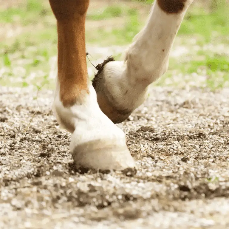 Corns in horses' hooves are painful bruises or calluses that form between the sole and the wall of the hoof, often resulting from pressure or trauma, particularly on hard or uneven surfaces.