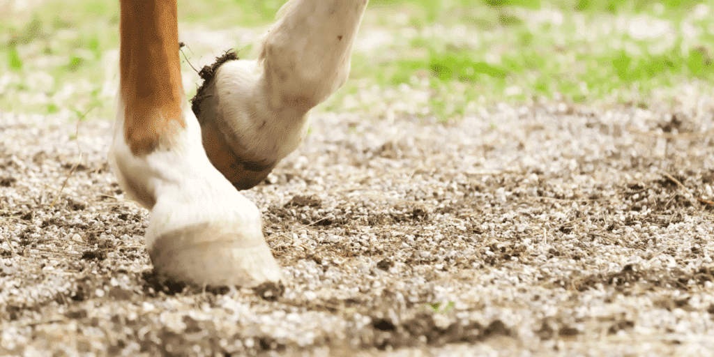 Corns in horses' hooves are painful bruises or calluses that form between the sole and the wall of the hoof, often resulting from pressure or trauma, particularly on hard or uneven surfaces.