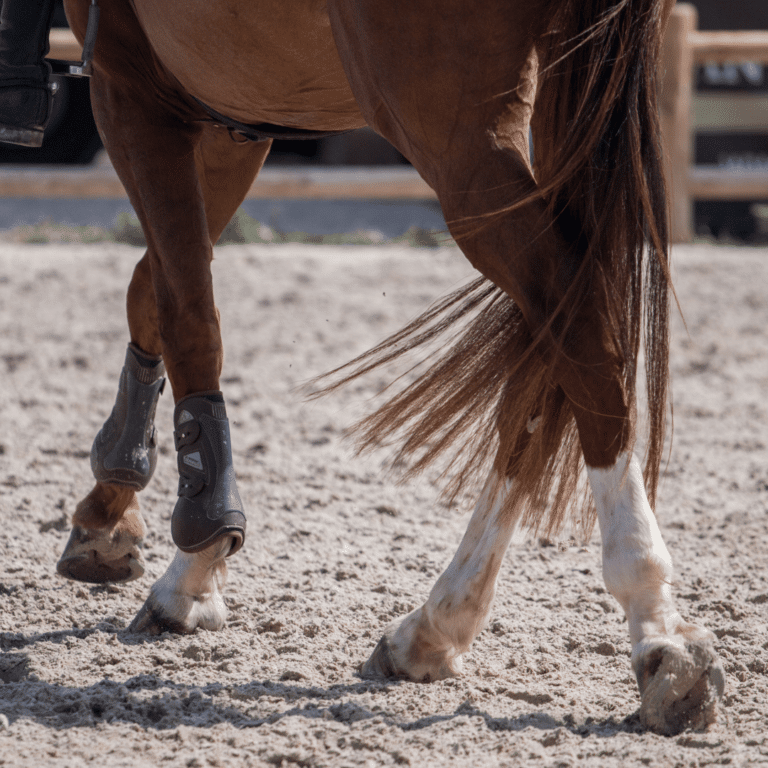 Epiphysitis in horses is an inflammation of the growth plates in young horses, often due to rapid growth or nutritional imbalances.