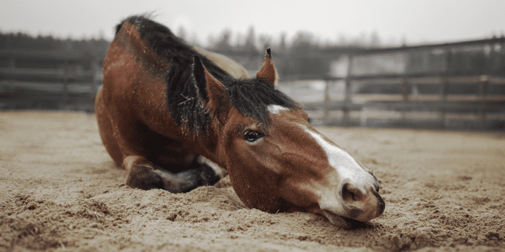 Equine lymphoma is a cancerous condition affecting horses' lymphatic system, often presenting as enlarged lymph nodes and varied clinical signs.