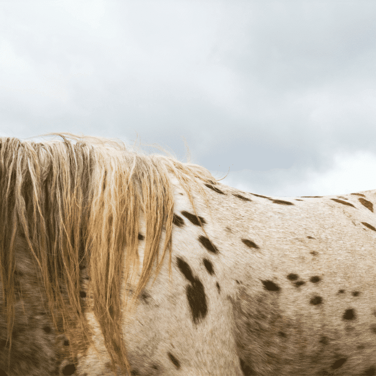 Equine sarcoids are common skin tumors in horses caused by the bovine papillomavirus, often presenting as locally invasive growths.