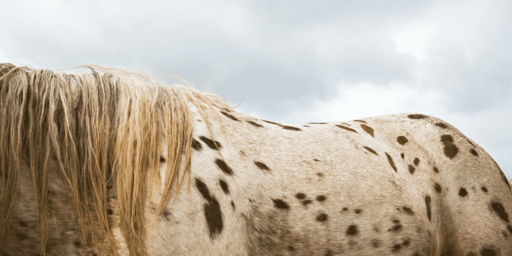 Equine sarcoids are common skin tumors in horses caused by the bovine papillomavirus, often presenting as locally invasive growths.