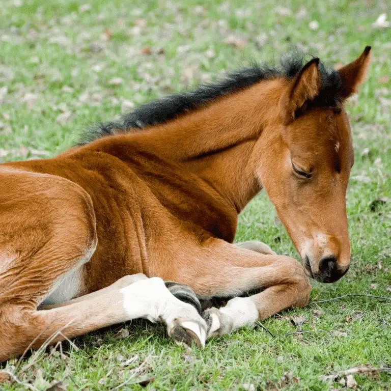 Fibrous osteodystrophy in horses is a bone disease caused by nutritional imbalances, leading to the replacement of bone with fibrous tissue.