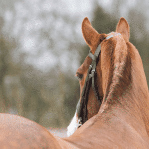 Widerristfistel beim Pferd Titelbild