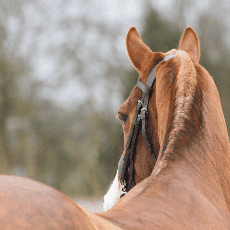 Fistulous withers in horses is a chronic inflammatory condition affecting the withers, often resulting in abscesses and draining tracts.