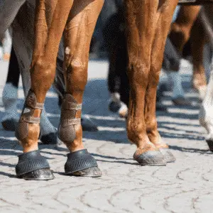 Osteoarthritis in horses is a degenerative joint disease characterized by the breakdown of cartilage, leading to pain, stiffness, and reduced mobility.