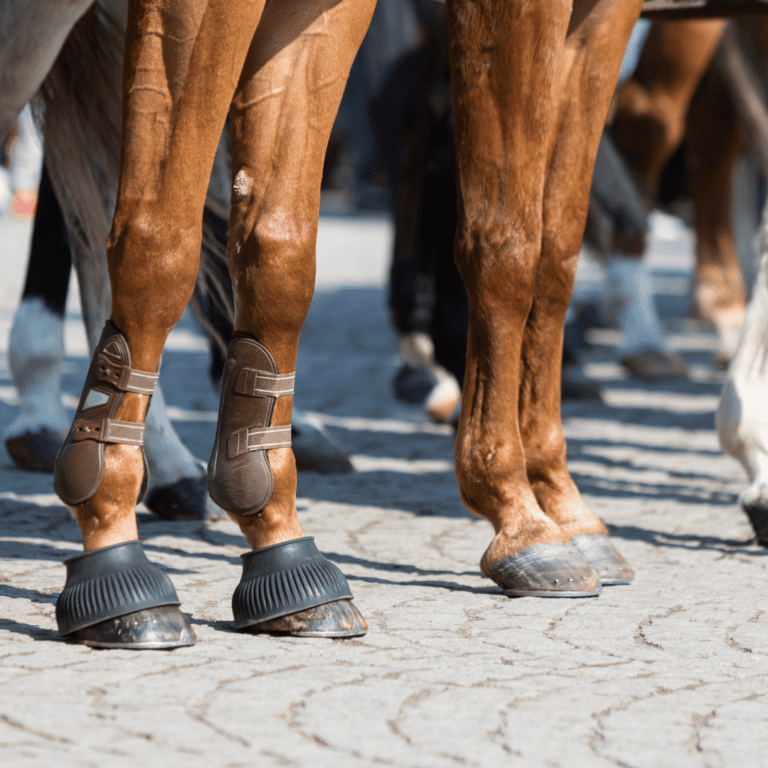 Osteoarthritis in horses is a degenerative joint disease characterized by the breakdown of cartilage, leading to pain, stiffness, and reduced mobility.