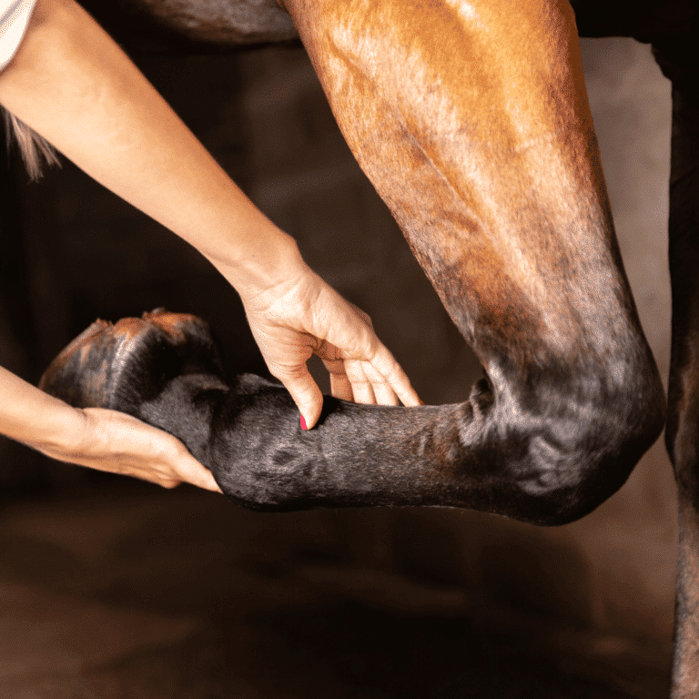 Osteochondrosis in horses is a developmental orthopedic disease where abnormal cartilage and bone formation leads to joint pain and lameness.